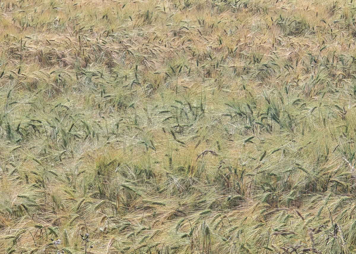 Kornfeld, Detail